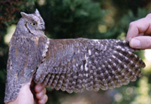 Adulto di assiolo Otus scops. Foto S. Fasano