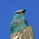 Ghiandaia marina Coracias garrulus. Foto M. Arcella