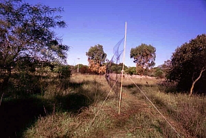 Mistnet transect. Picture by S. Fasano