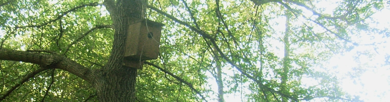 nestbox