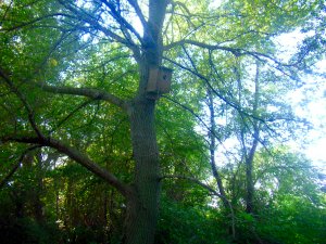 Nestbox no.2. Picture by E. D'Avino