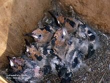 Hoopoe Upupa epops. Picture by Duccio Centili