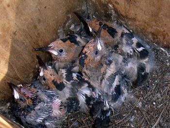 Hoopoe Upupa epops chicks. Picture by D. Centili