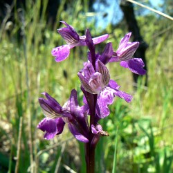 Orchidea Orchis morio