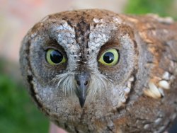 Adult Scops Owl Otus scops. Picture by S. Fasano