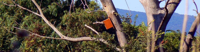 Cassetta-nido per assiolo all'oasi WWF di Orbetello (GR)
