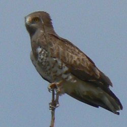 Biancone Circaetus gallicus - foto D. Centili