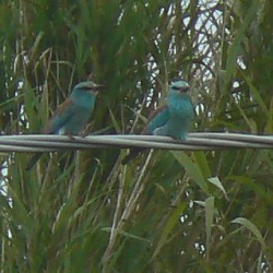 Ghiandaia marina Coracias garrulus - foto D. Centili