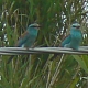 Ghiandaia marina Coracias garrulus - foto D. Centili