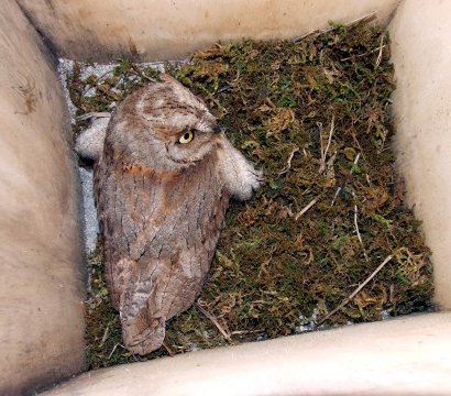 Assiolo Otus scops in cova - foto N. Marrone