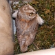 Assiolo Otus scops in cova nel Parco Regionale Riviera di Ulisse (Lazio) - foto N. Marrone