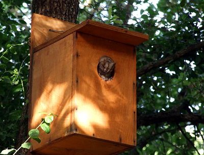 Assiolo Otus scops - foto N. Marrone