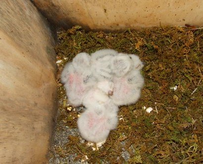 Cinque piccoli assioli Otus scops - foto N. Marrone