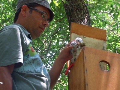 Fabio Giannetti durante l'inanellamento dei giovani assioli Otus scops - foto N. Marrone