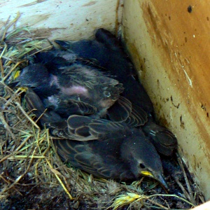 Giovani storni Sturnus vulgaris. Riserva Naturale Regionale di Macchiatonda (Santa Marinella, RM) - Foto: D. Centili