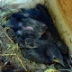 Storno Sturnus vulgaris - foto D. Centili