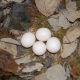 Uova di assiolo otus scops. Foto: F. Giannetti e N. Marrone