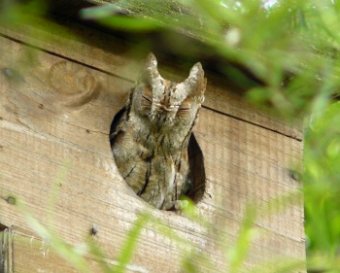 Assiolo Otus scops - foto C. Crespi